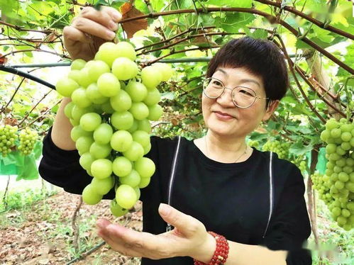 襄州培优培厚农业土壤，推进农业高质量发展助力谷物销售提升